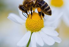 Biene auf Bl&uuml;te - Foto: Patrick Pleul/dpa-Zentralbild/dpa-tmn