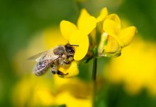 Insektenschwund - Foto: Fabian Sommer/dpa