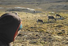 Rentiere - Foto: Mathilde Le Moullec/dpa/Archivbild