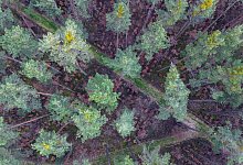 Die Zukunft der W&auml;lder - Daniel L&ouml;b/dpa