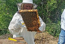 nl_ba_biene02 - Fotorechte: Sylvia Frevert