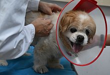 Haustier-Trend in China - Johannes Neudecker/dpa