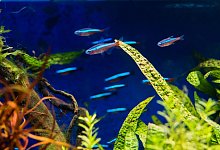 Fische im Aquarium - Andrea Warnecke/dpa-tmn