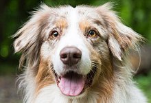 Hundesteuer - Oliver Dietze/dpa