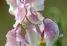 Duftwicke - Marion Nickig/dpa-tmn