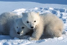 Eisb&auml;ren verlassen ihre H&ouml;hlen - Steven C. Amstrup/Polar Bears International./dpa