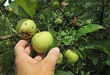 Apfelernte - Vera Gerstendorf-Welle