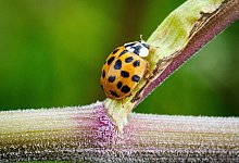 Marienkäfer - Soeren Stache/dpa-Zentralvild/dpa