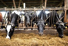 Landwirtschaft - Sina Schuldt/dpa