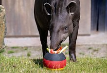 Euro 2024: Tapir Theo tippt auf das EM-Achtelfinale - Benjamin Westhoff/dpa
