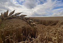 EU-Bauern sollen Produktion steigern - Uwe M&uuml;ller