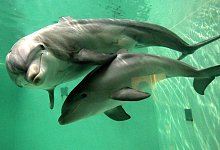 Delfine - picture alliance / dpa