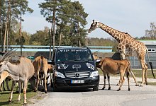 Coronavirus - Safariland Stukenbrock &ouml;ffnet wieder - Friso Gentsch/dpa