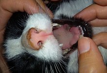 Emil - Tobias Schneider