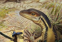 Vorfahre der Reptilien - -/Universit&auml;t T&uuml;bingen/dpa