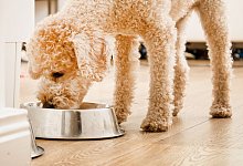 Hund frisst aus einem Napf - Christin Klose/dpa-tmn