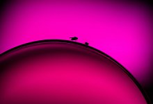 Fruchtfliegen sitzen auf dem Rand eines Glases Weißwein - Klaus-Dietmar Gabbert/dpa-tmn