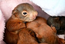 Eichh&ouml;rnchen - Pia Bayer/dpa