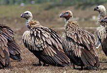 Bengalgeier - picture alliance / dpa