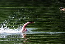 Mann schwimmt über den Plötzensee - Daniel Reinhardt/dpa/dpa-tmn