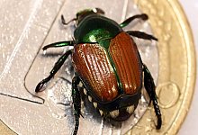 Pr&auml;parierter Japank&auml;fer (Popillia japonica) - Uli Deck/dpa