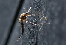 Viele M&uuml;cken in diesem Sommer - Foto: Patrick Pleul/dpa-Zentralbild/dpa