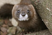 Ansteckung von Nerz auf Mensch - Foto: Holger Hollemann/dpa