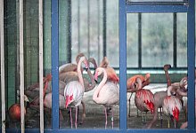 Flamingos - Jens Kalaene/dpa