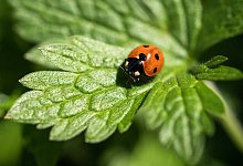 Marienk&auml;fer im Garten - Foto: Andrea Warnecke/dpa-tmn