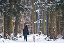 Waldspaziergang mit Hund - Foto: Tobias Kleinschmidt/dpa