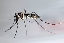 Tigerm&uuml;cke - Foto: Gustavo Amador/epa efe/dpa