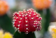 Erdbeerkaktus - Andrea Warnecke/dpa-tmn