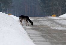 Wildtiere stehen auf Streusalz - Marc K&ouml;ppelmann