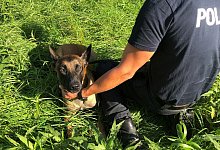 Hund 1 - Sven Kienscherf