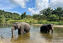 Elefanten in Thailand - Carola Frentzen/dpa/dpa-tmn