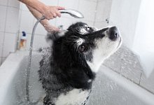 Hund in der Badewanne - Foto: Florian Schuh/dpa-tmn