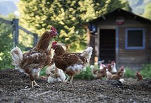 H&uuml;hner im Garten - Foto: Florian Schuh/dpa-tmn