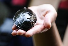 Muschel - Foto: Angelika Warmuth