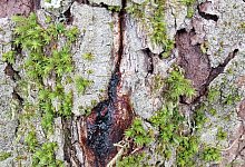 detail-schleimflecken - Landesverband Lippe