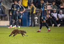 Waschb&auml;r - Ricky Fitchett/ZUMA Press Wire/dpa