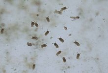 Oropouche-Virus: Erste Todesopfer in Brasilien - Christian Charisius/dpa