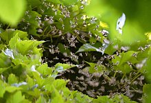 Bienenschwarm - Karl-Josef Hildenbrand/dpa