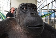 Schimpanse Robby ist tot - Carmen Jaspersen/dpa