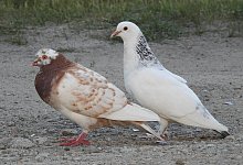 Tauben - Symbolbild: Pixabay