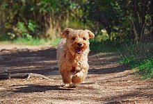 puppy-4608266_1280 - Symbolbild: Pixabay