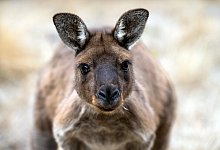 kangaroo-7824664_1280 - Pixabay/xiSerge