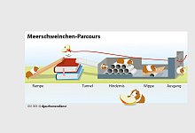 Meerschweinchen lieben den Parcours - Foto: dpa-infografik GmbH/dpa-tmn