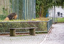 Allein im Zoo - Foto: Armin Weigel/dpa