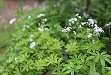 Waldmeister (Galium odoratum) bl&uuml;ht in einem Garten - Mascha Brichta/dpa-tmn