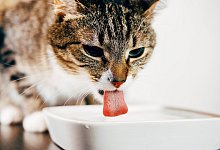 Katze an einer Trinkschale - Foto: Bundesverband f&uuml;r Tiergesundheit e.V.